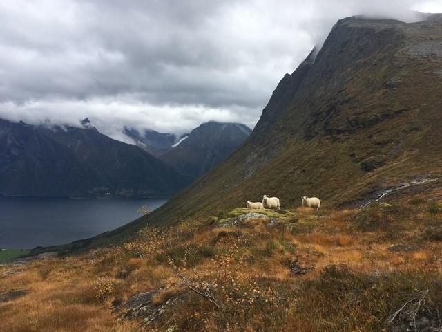 Lenkje til artikkel: Informasjonsskriv frå Landbrukskontoret Ørsta Volda
